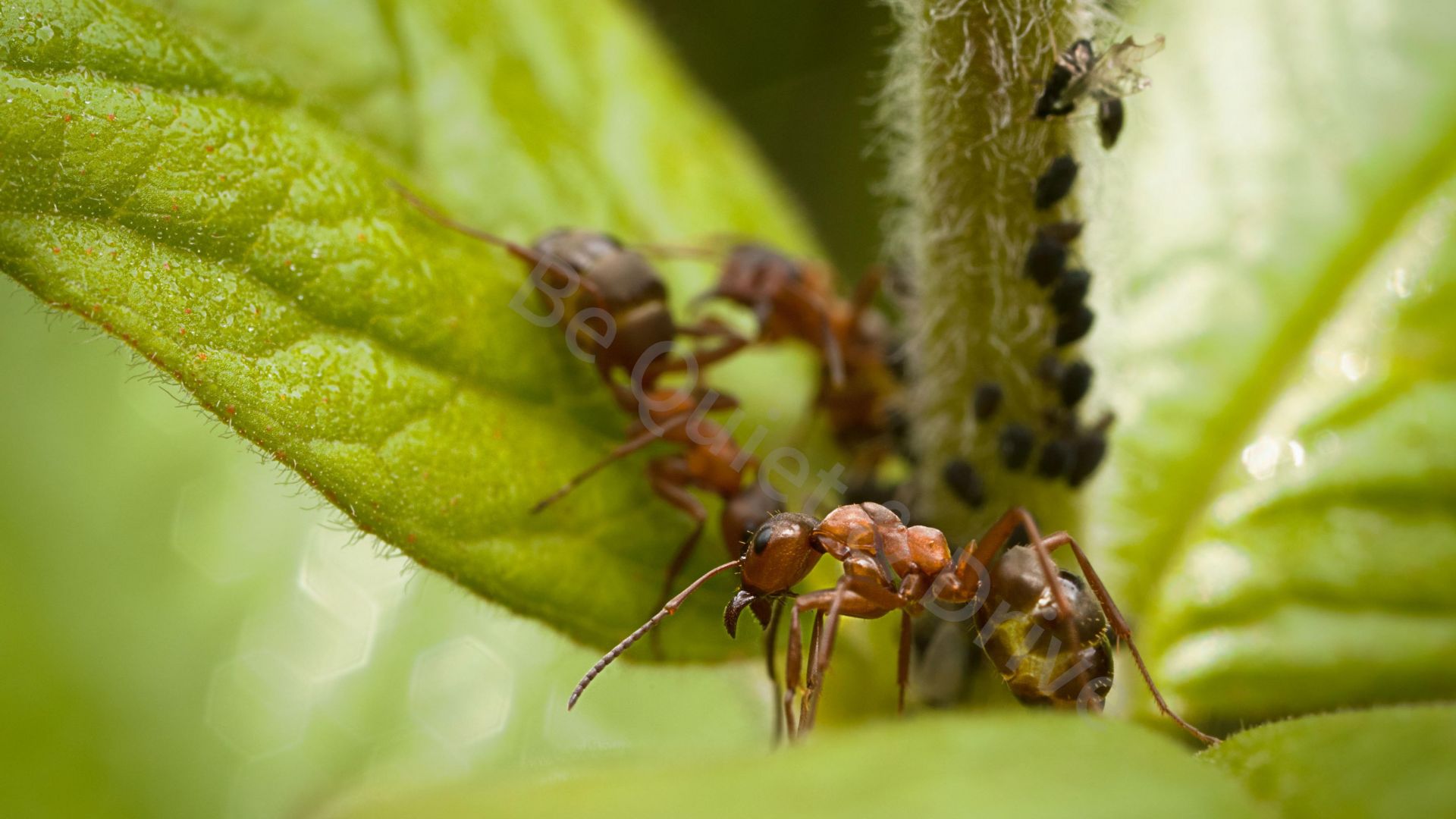 Les fourmis pourraient être utiles pour chasser les araignées de