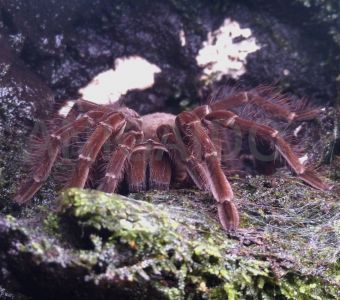 LES ANIMAUX VENIMEUX : INSECTES, MYRIAPODES & ARACHNIDES