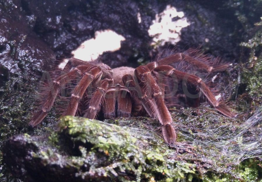 Les fourmis pourraient être utiles pour chasser les araignées de