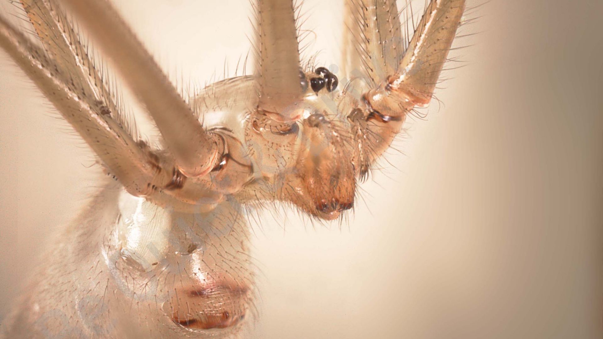 Une araignée se liquéfie pour être mangée par ses petits