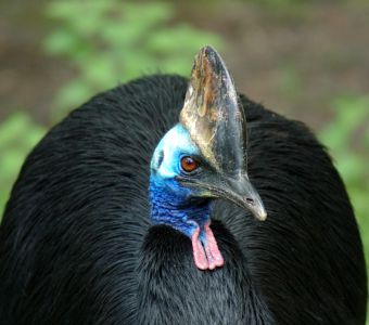 GARE AU CASOAR, L'OISEAU LE PLUS DANGEREUX DU MONDE !