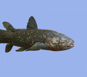 LE COELACANTHE ET LES ESPECES ‘FOSSILES’, CES ANIMAUX QUI NOUS ECLAIRENT SUR L’EVOLUTION