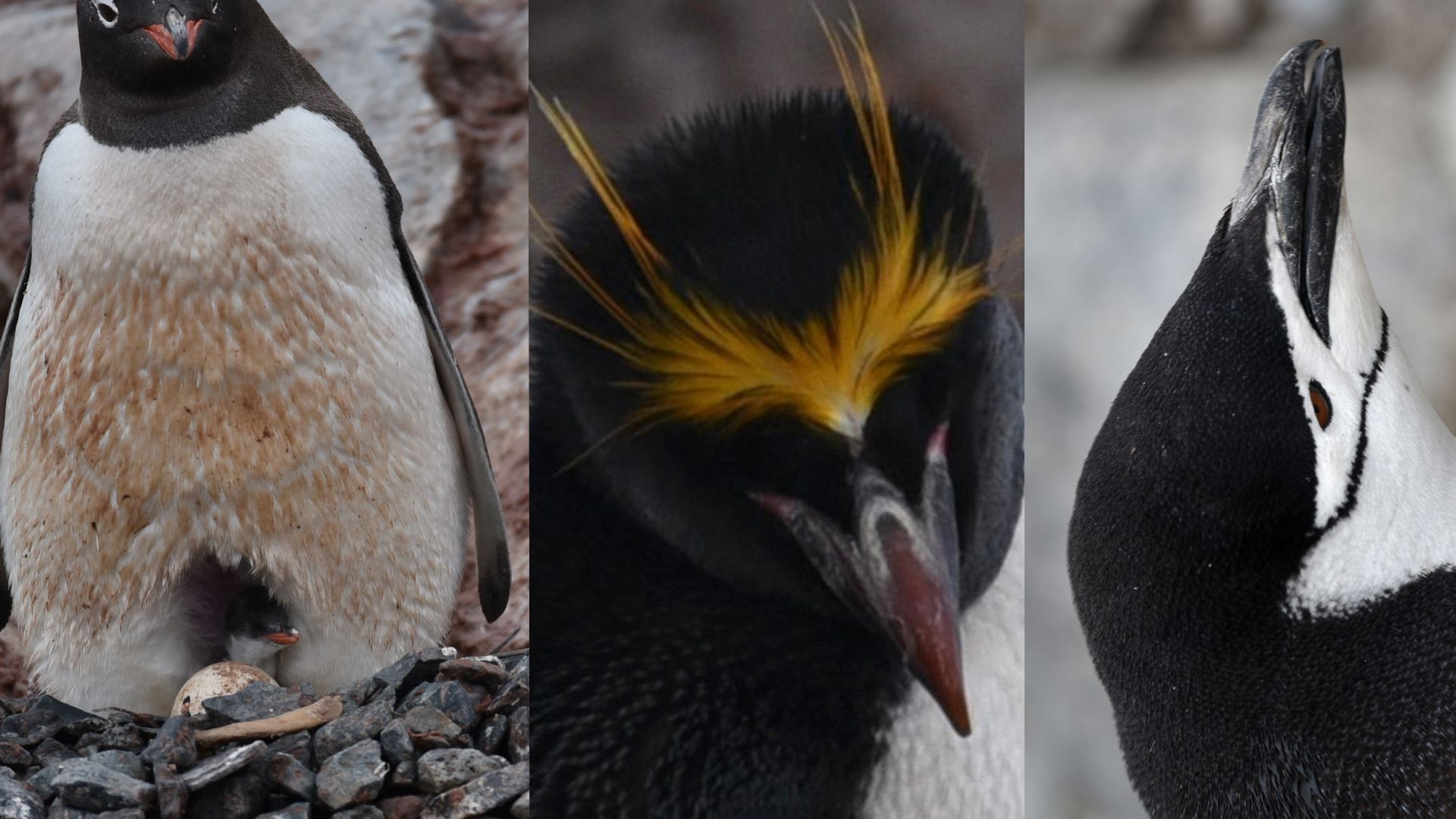 Faune polaire : les animaux du Grand Nord et de l'Antarctique