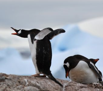 ANTARCTIQUE : ICEBERGS, MANCHOTS ET TOP 5 DES ANIMAUX LES PLUS ETONNANTS DU POLE SUD