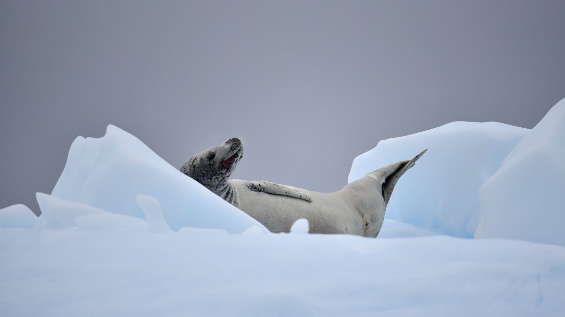 Animaux De L'arctique Paysage Océanique Du Nord Avec Des