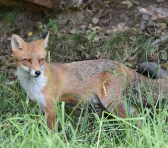 Définition  Renard polaire - Vulpes lagopus - Isatis - Renard blanc