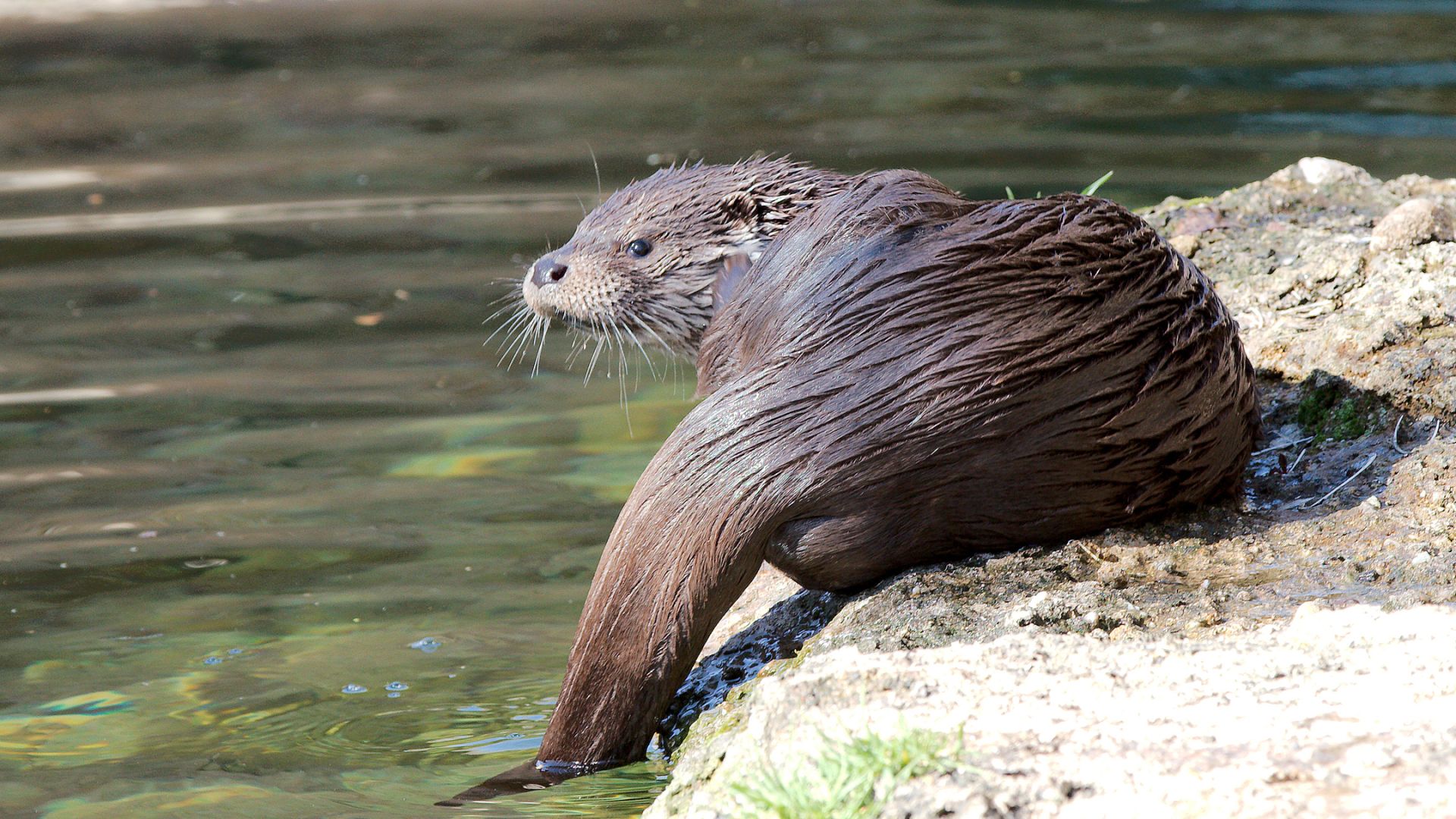 La loutre - Vienne Nature