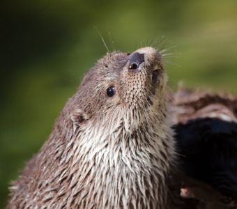 LOUTRE QUI ES-TU ? PORTRAIT DE L’ANIMAL LE PLUS MIGNON DES RIVIERES DE FRANCE