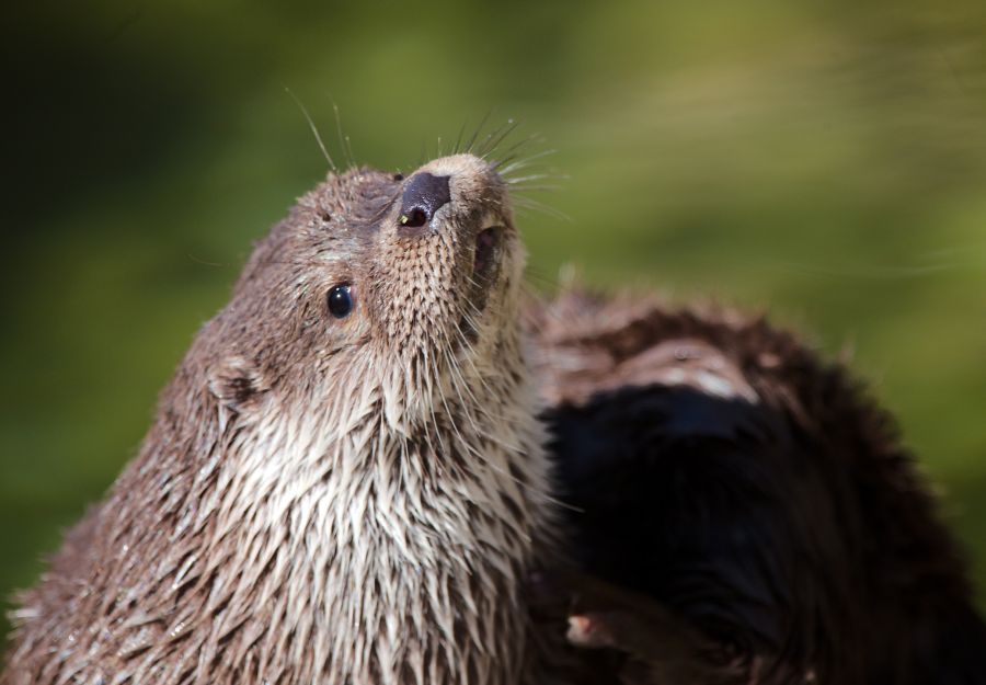 Loutre d'Europe : comment et où vit-elle ? Tout savoir sur la loutre