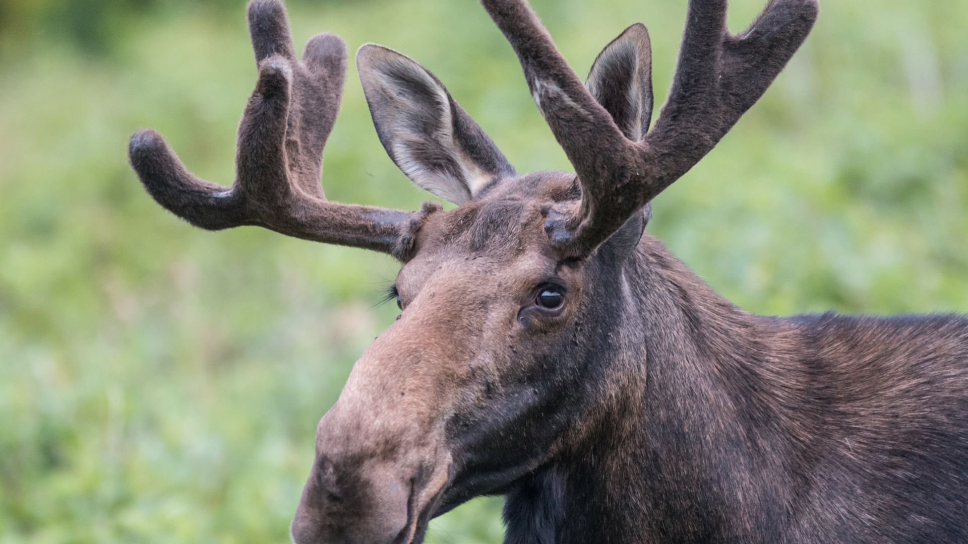 Des jeux pour parler d'émotions - Le Petit Caribou