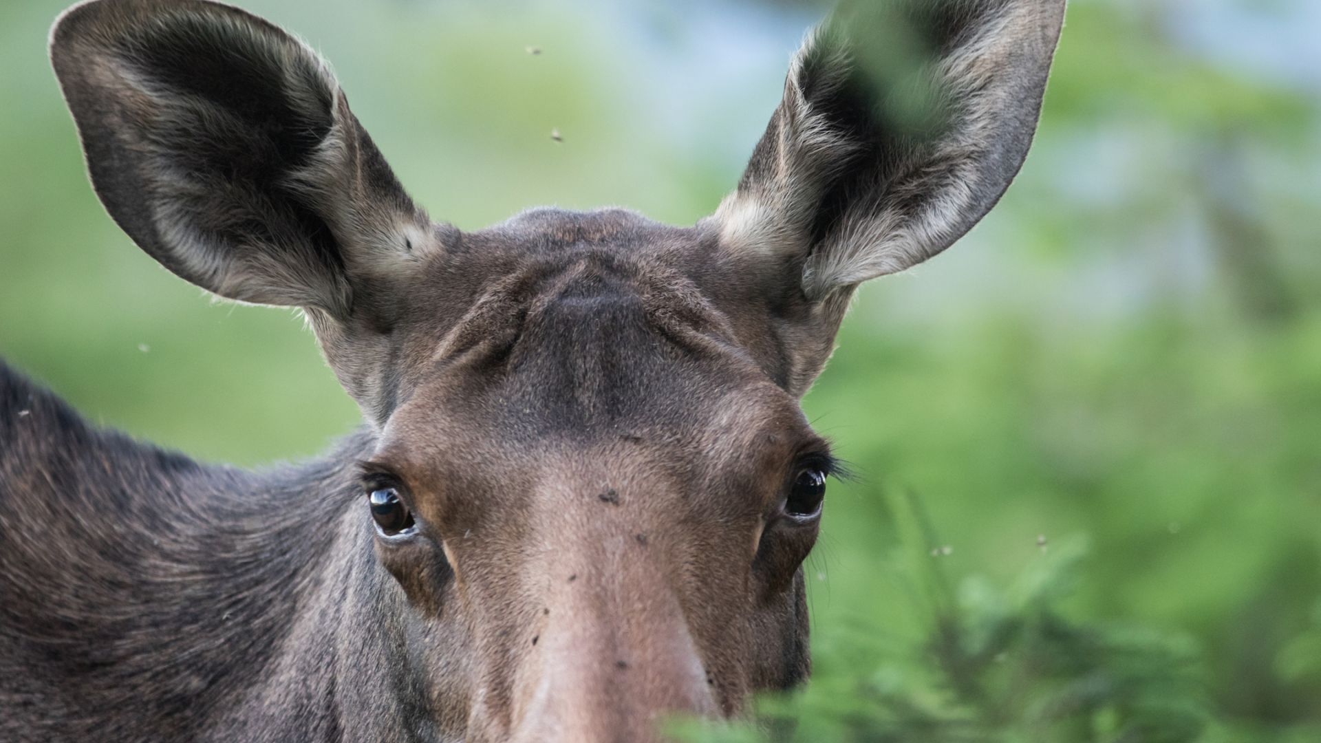 Cinq Animaux Préhistoriques Canadiens