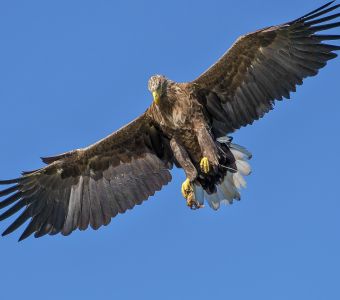 LES PLUS BELLES PHOTOS ANIMAUX ET NATURE DE L’ANNEE 2023