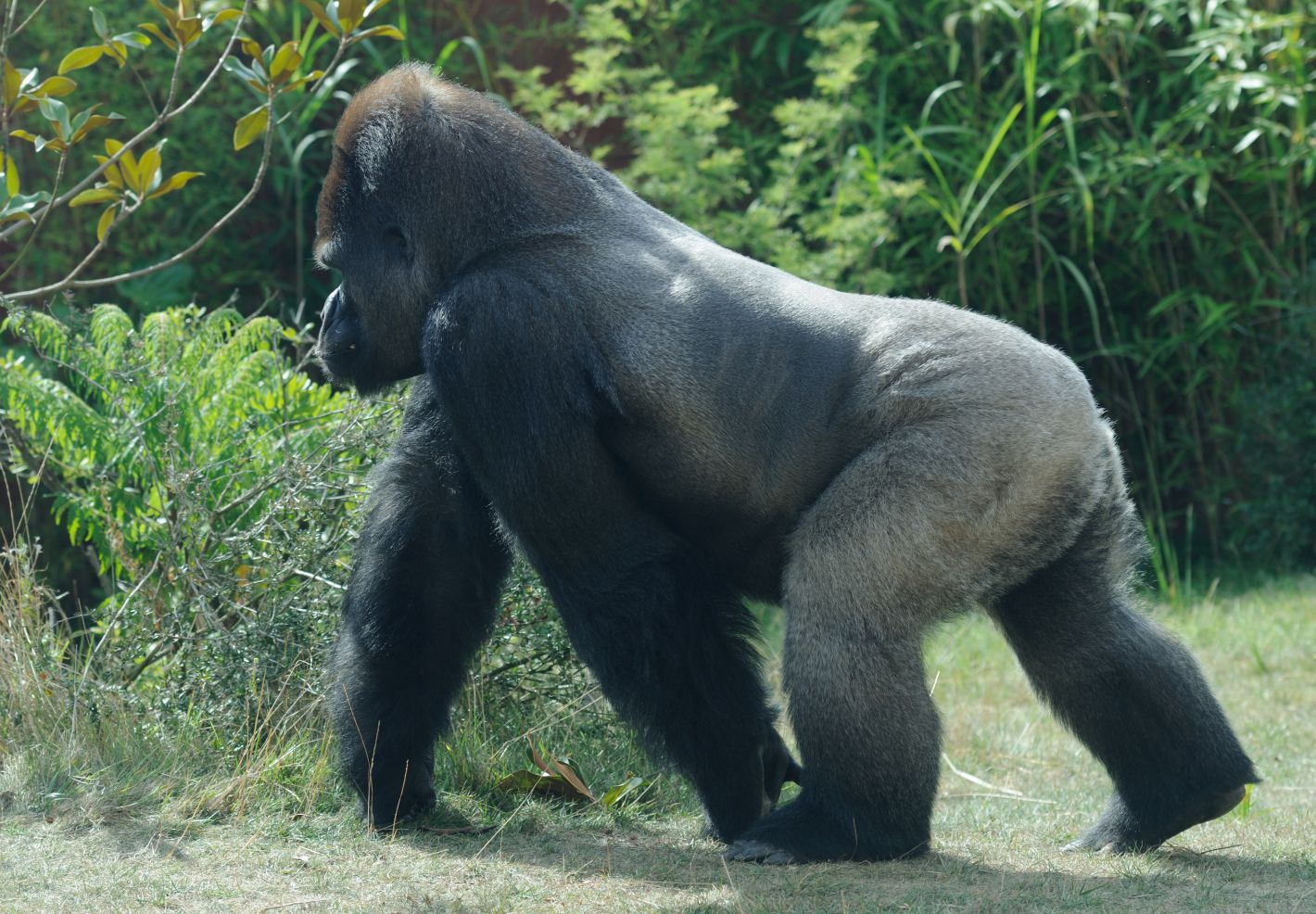 Photo d'un gorille par Thomas PIERRE