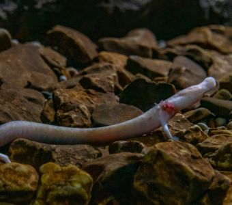 ANIMAUX DES GROTTES ET DES CAVERNES