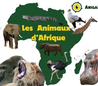 LES ANIMAUX D'AFRIQUE