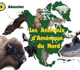 LES ANIMAUX D'AMERIQUE DU NORD
