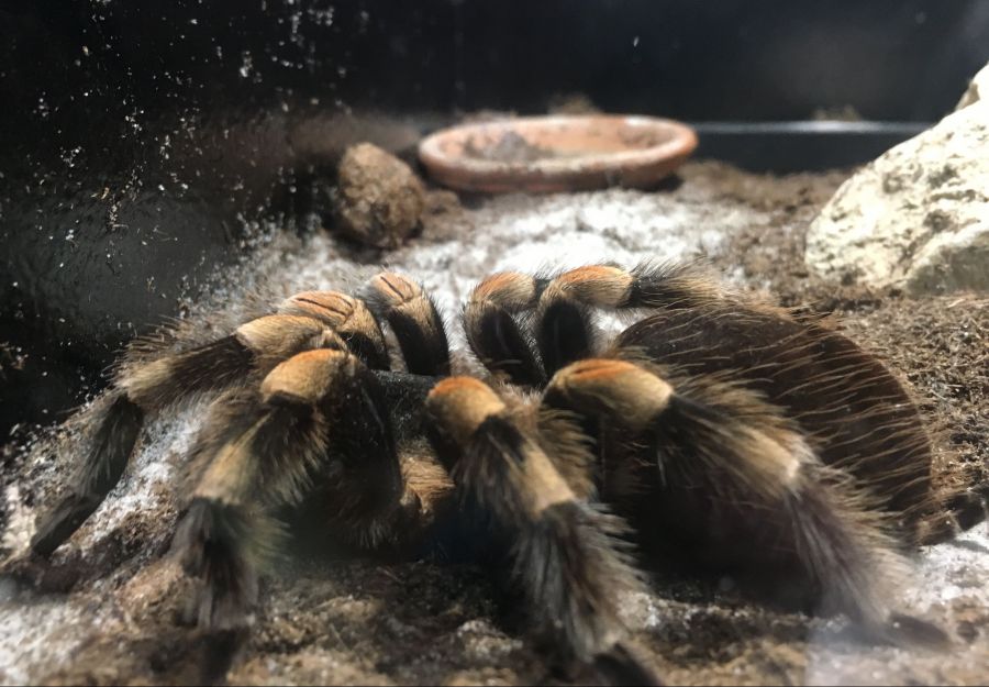 Photo d'une mygale à pattes rouges par Julien PIERRE