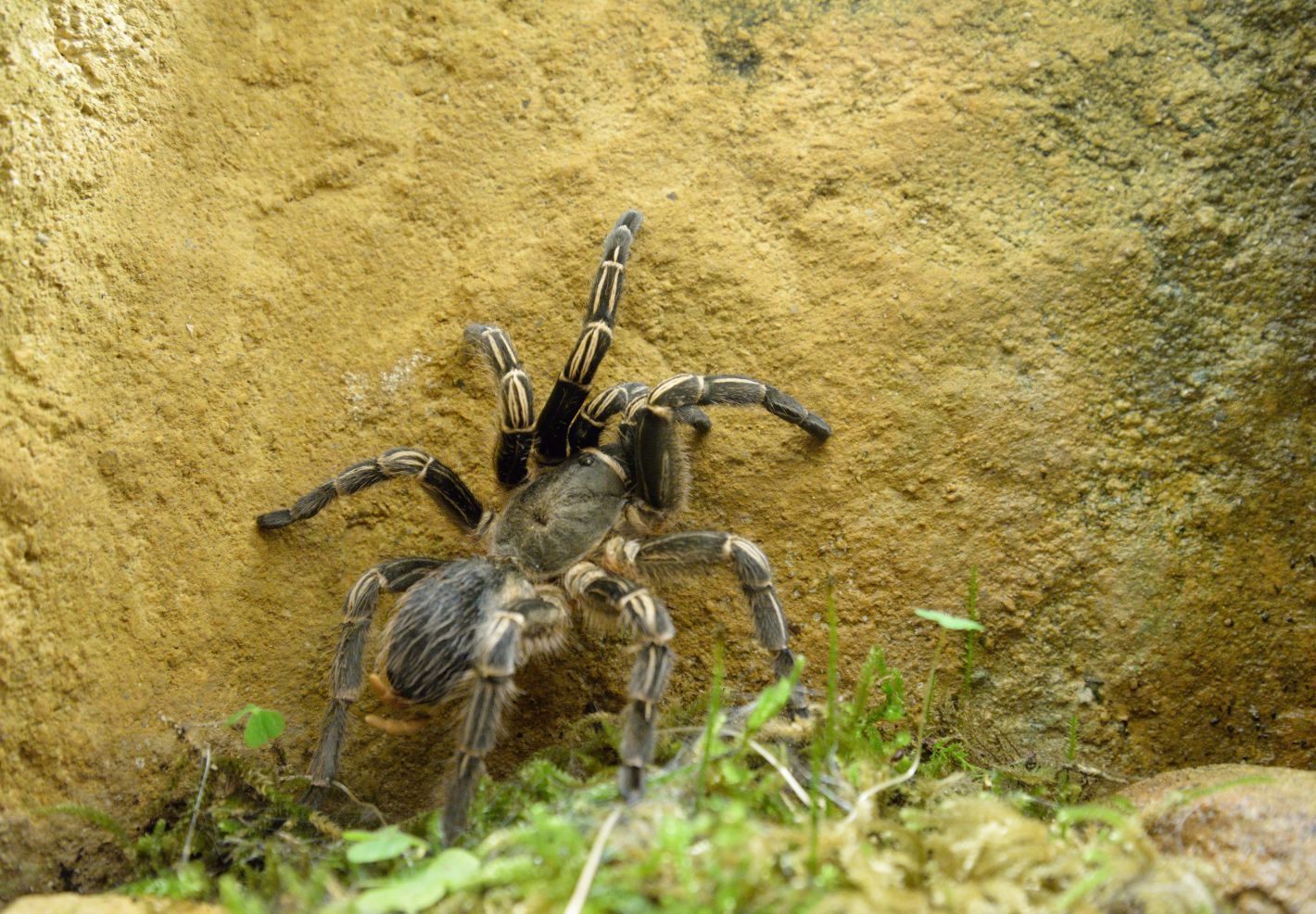 Photo d'une mygale de Leblond par Thomas PIERRE