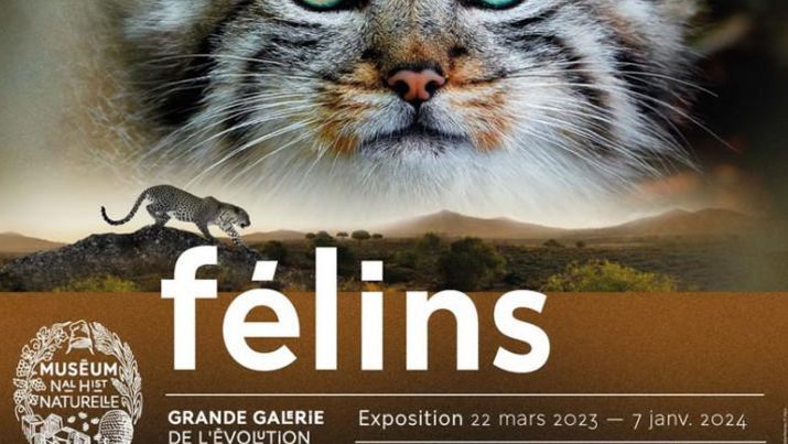 Exposition Félins - GRANDE GALERIE DE L'EVOLUTION