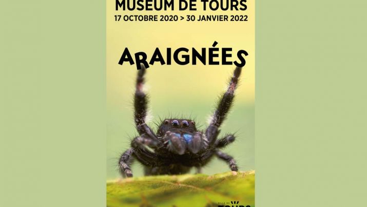 Araignées ! - MUSEUM D'HISTOIRE NATURELLE DE TOURS