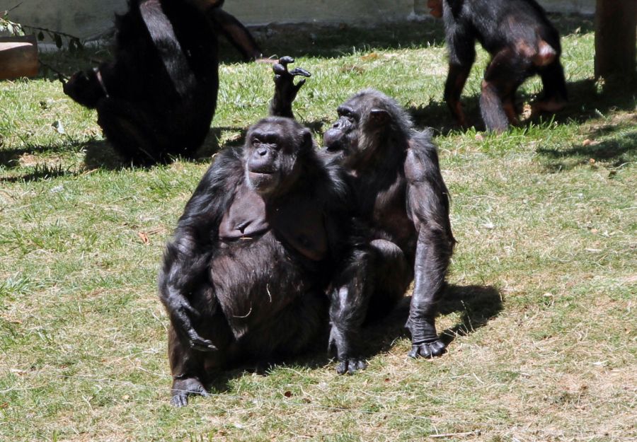 Monkeyquizz singes et primates anigaido - Image 2