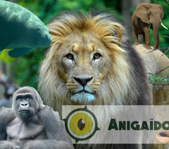 QUIZ ANIMAUX FAMILLES ET CLASSIFICATION