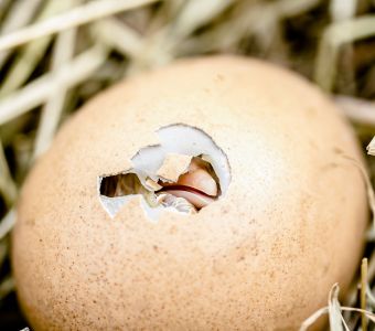 Quiz de Pâques Spécial Oeufs