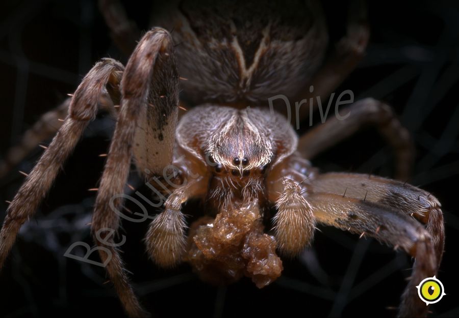 Spider-quiz ! - Image 2