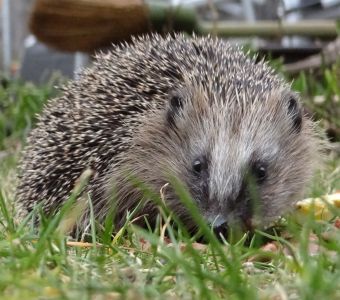 Quiz spécial animaux du jardin