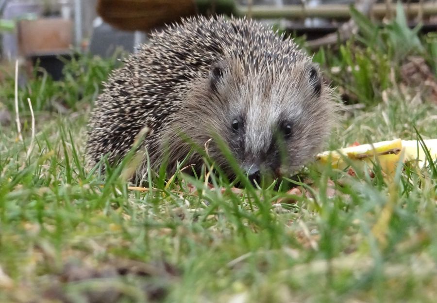 Quiz special animaux du jardin - Image 2