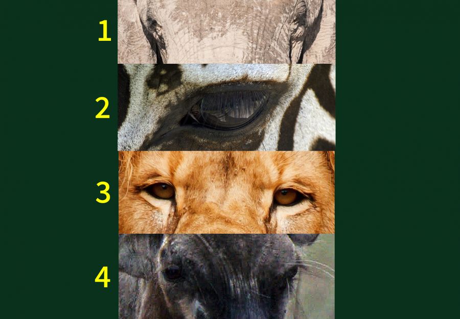 Quiz animaux de la savane - Image 2