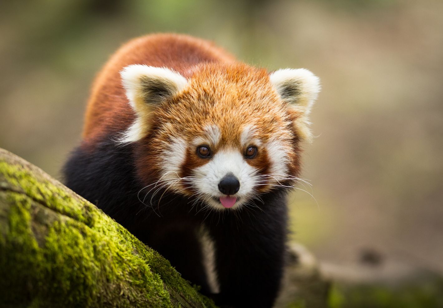 Decouvre les animaux du monde - Image 2