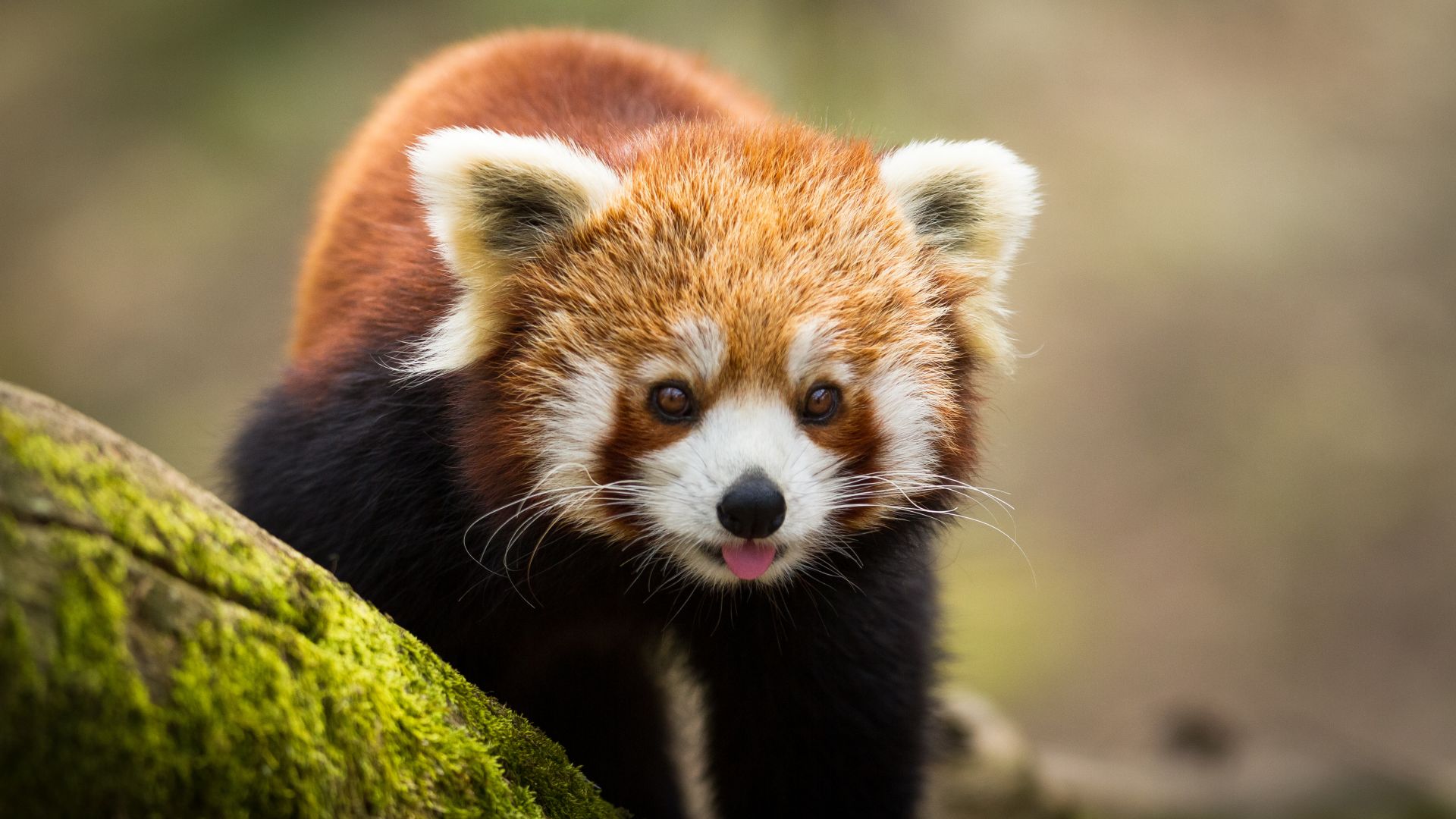 Panda roux : la peluche vivante