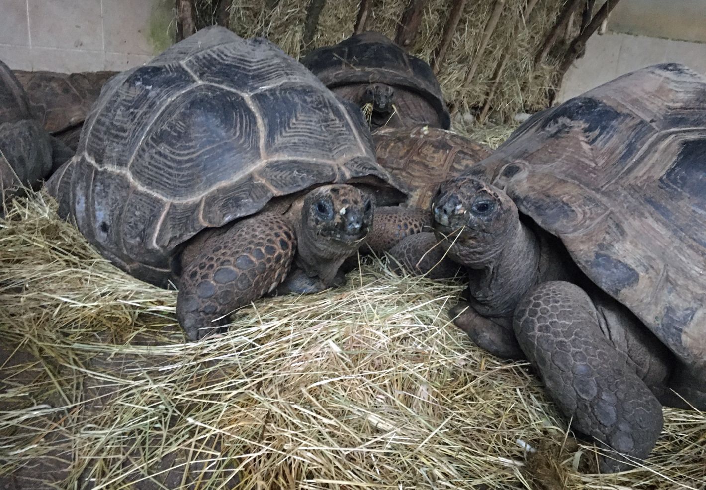 Les records des animaux - Image 2