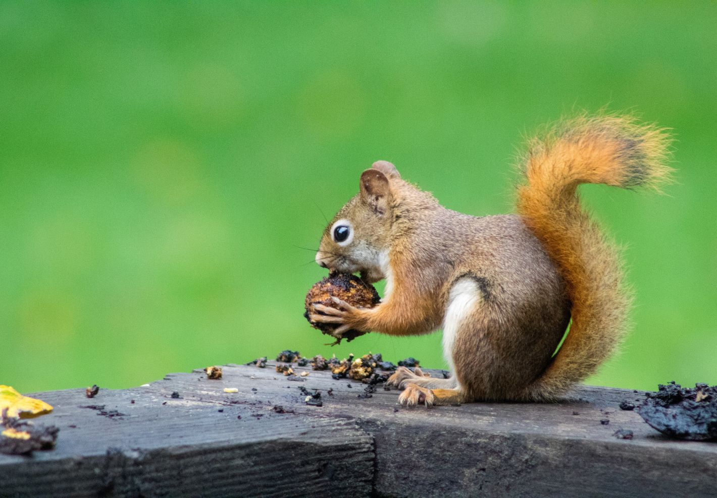 Qui mange quoi ?  - Image 1