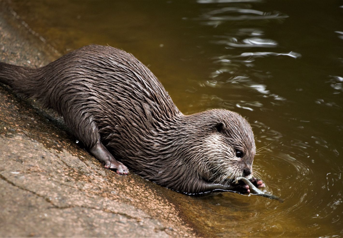 Qui mange quoi ?  - Image 2