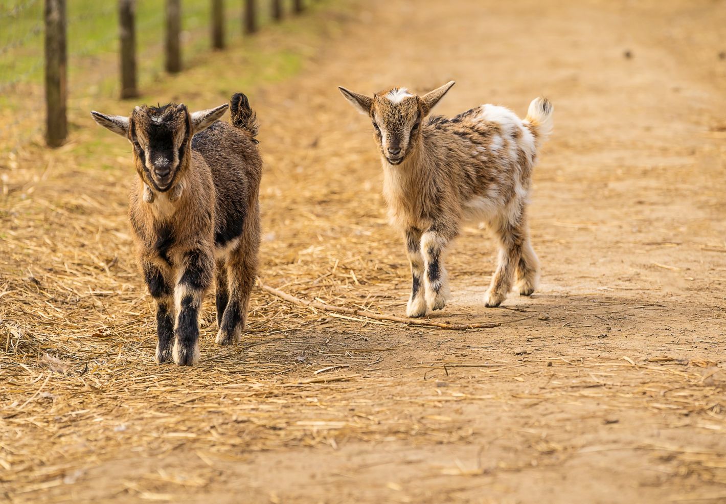 Apprends le nom des mamans et des bebes animaux  - Image 2