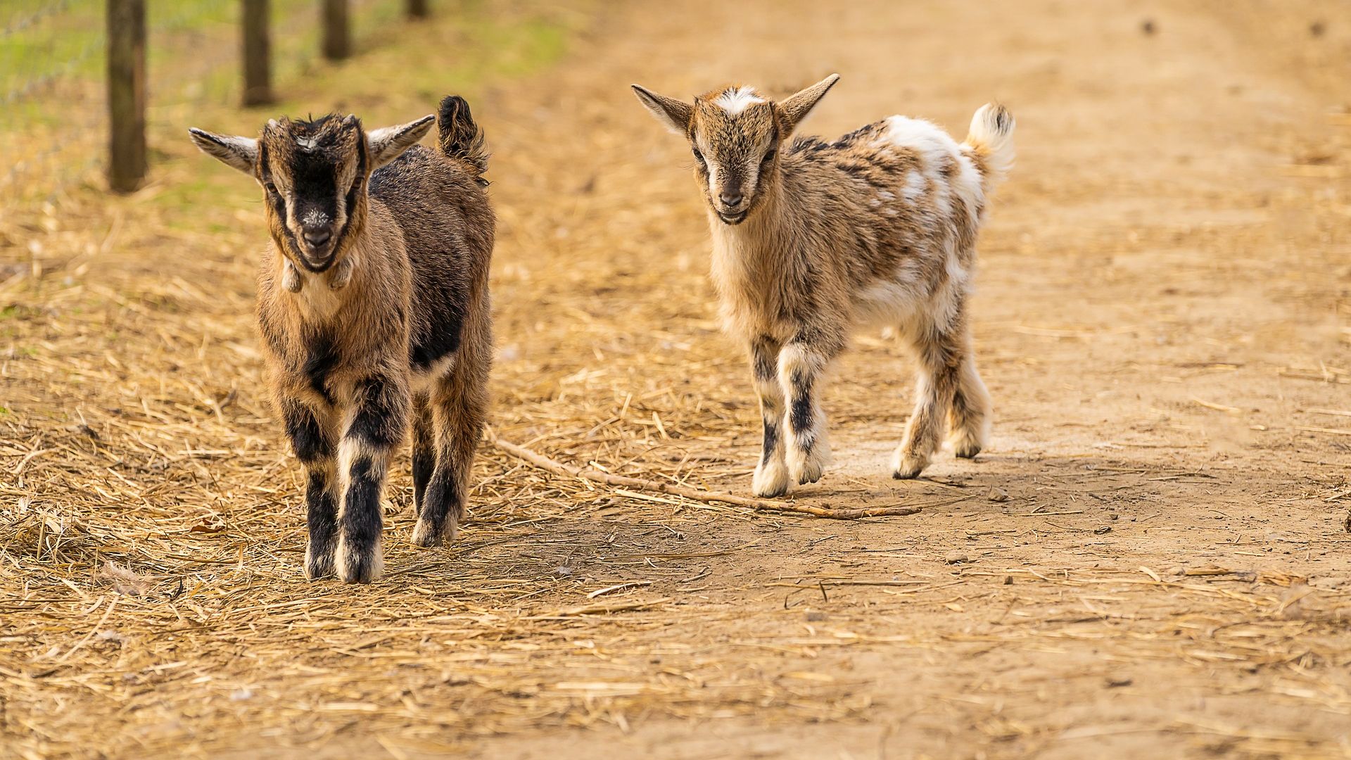 Apprends Le Nom Des Mamans Et Des Bebes Animaux Anigaido