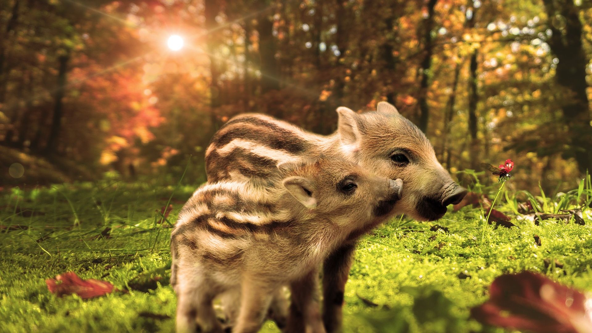 Les mamans et bébés animaux. 