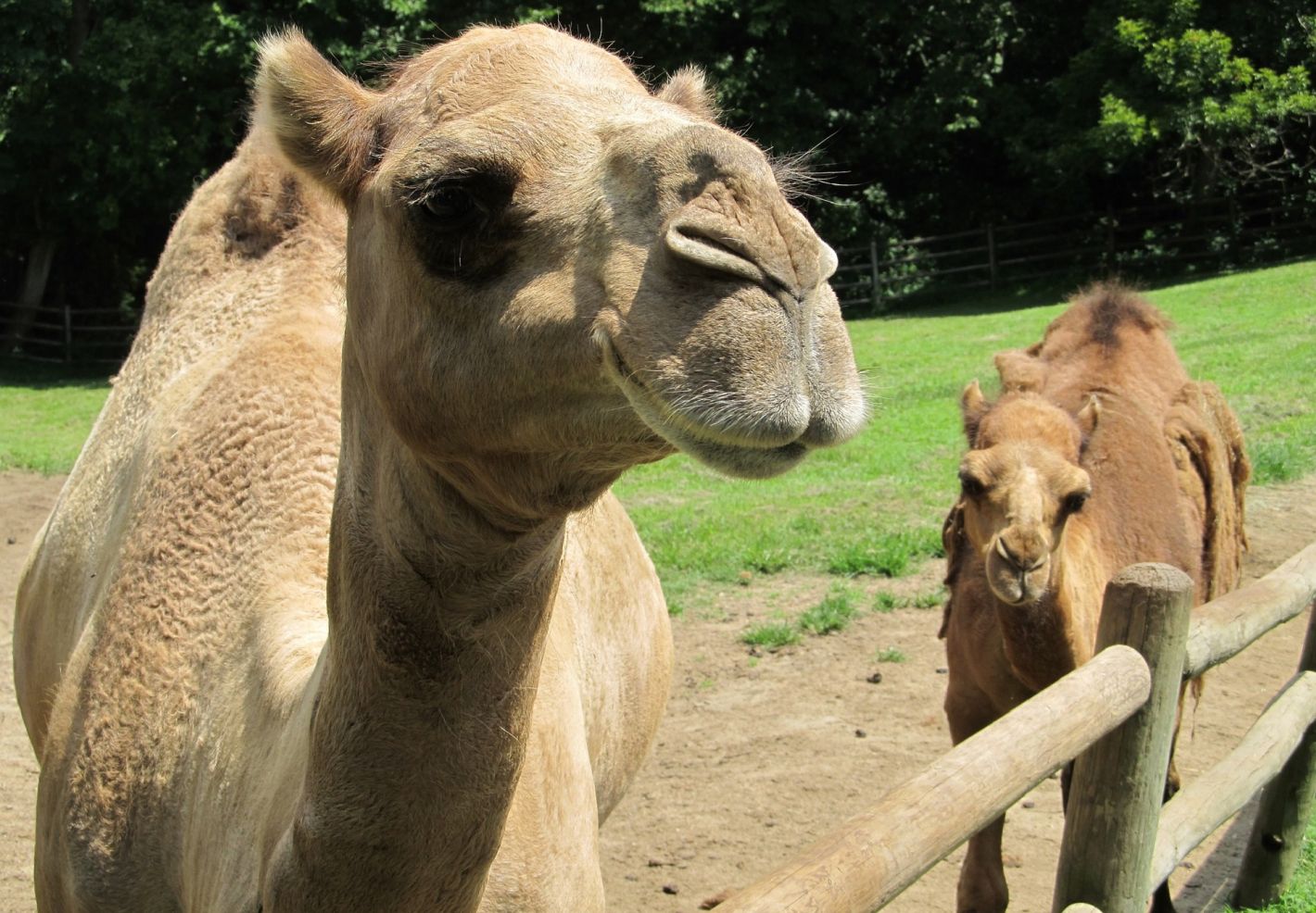 Apprends le nom des mamans et des bebes animaux  - Image 2