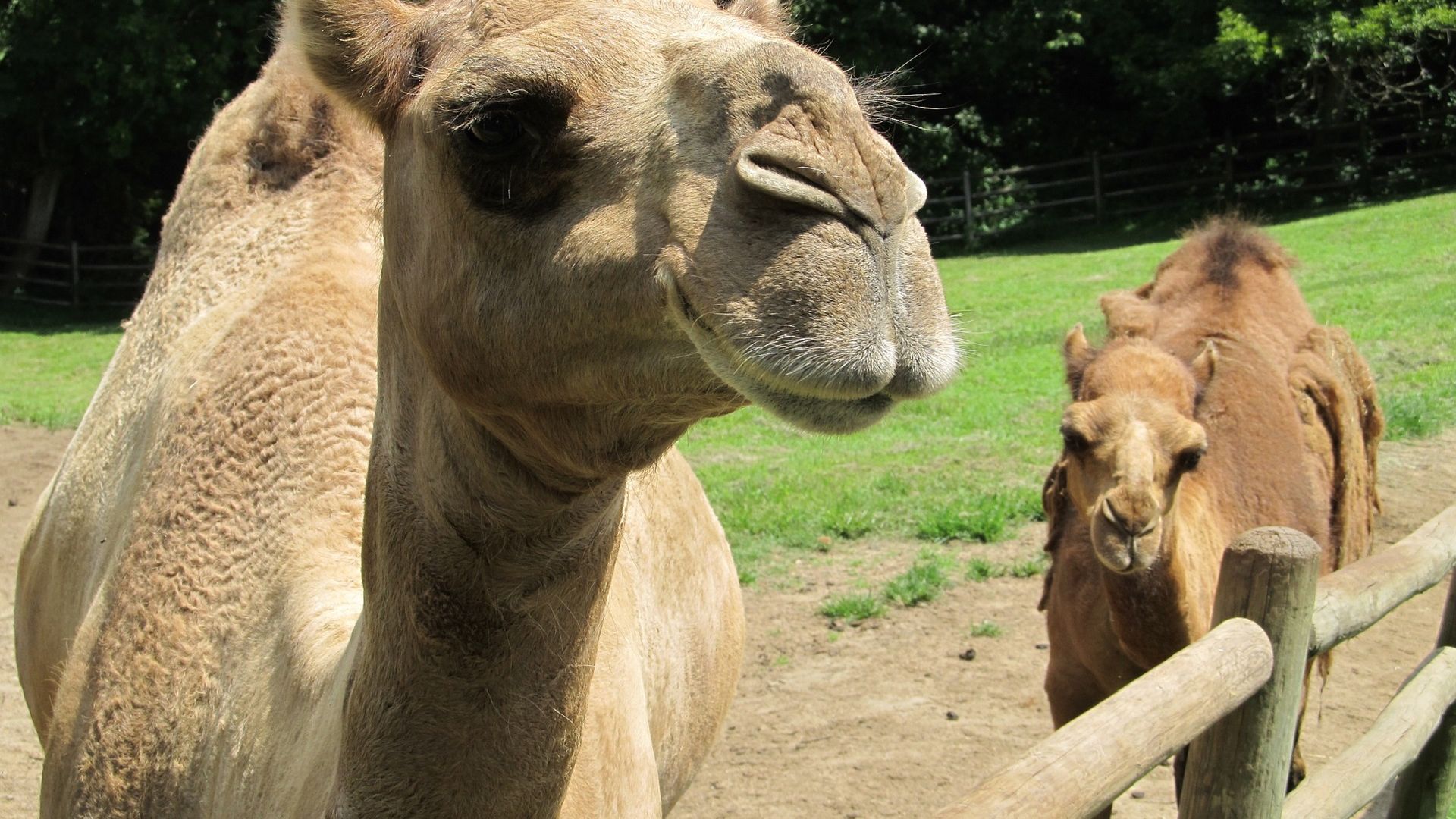 Apprends Le Nom Des Mamans Et Des Bebes Animaux Anigaido