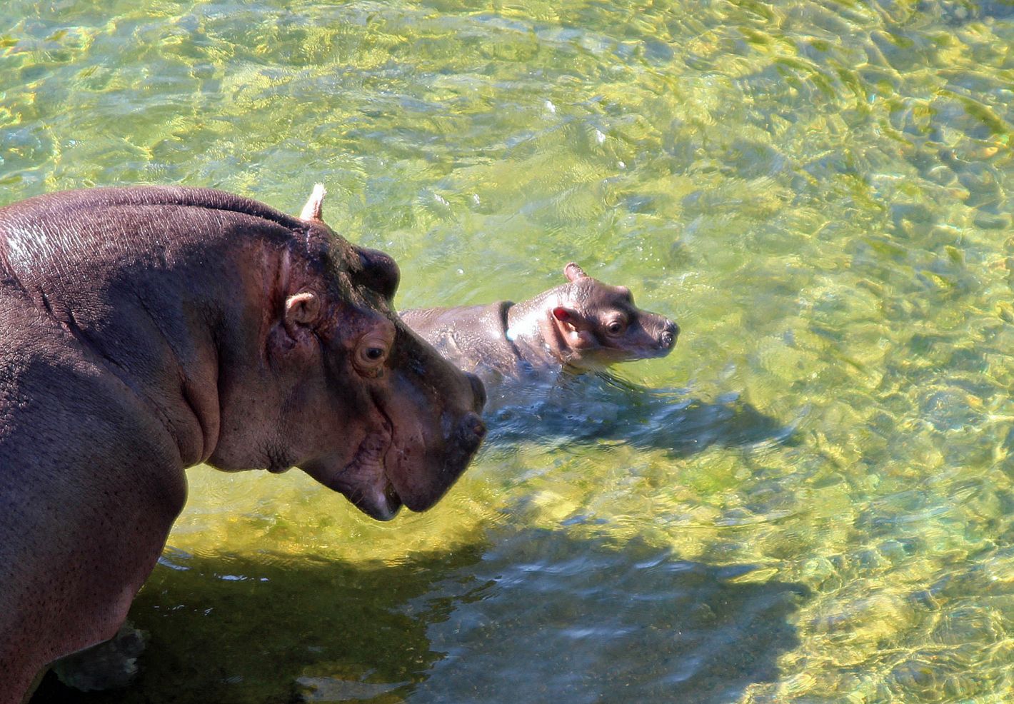 Apprends le nom des mamans et des bebes animaux  - Image 2