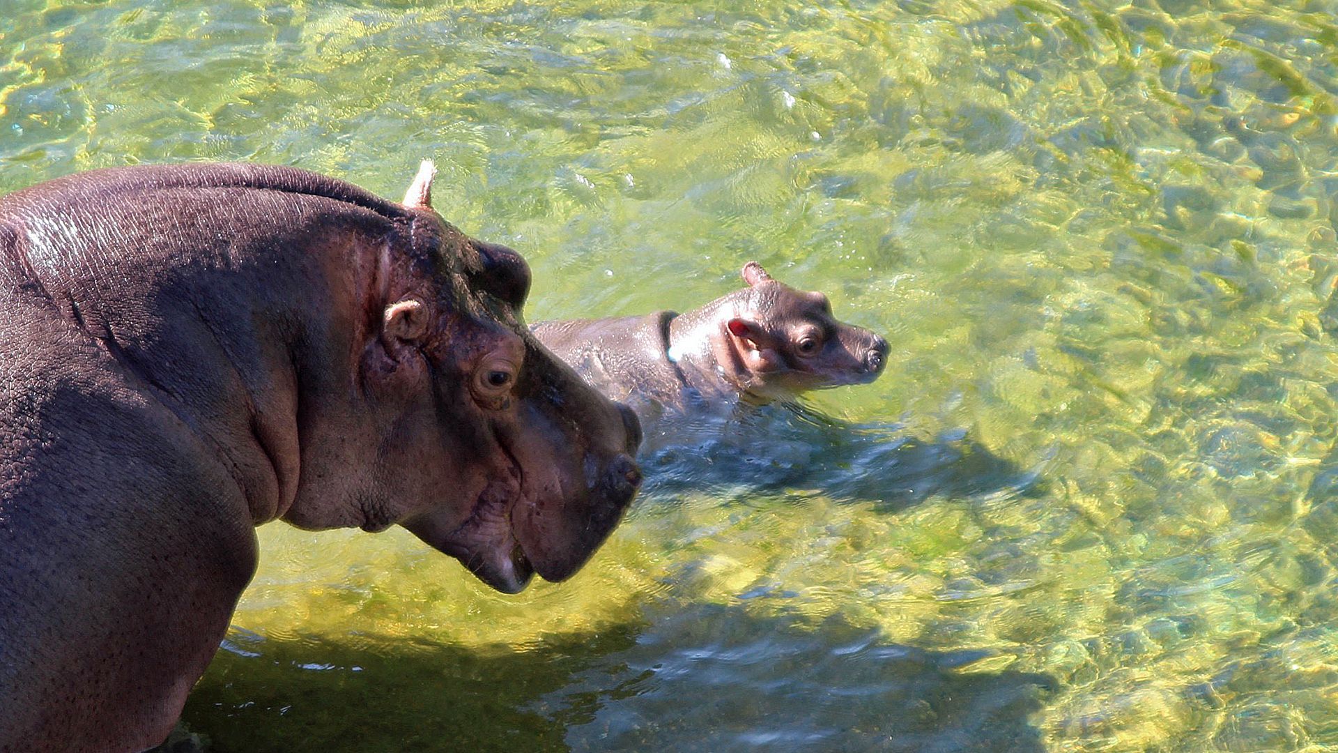 Les bébés animaux les plus mignons d'Afrique du Sud