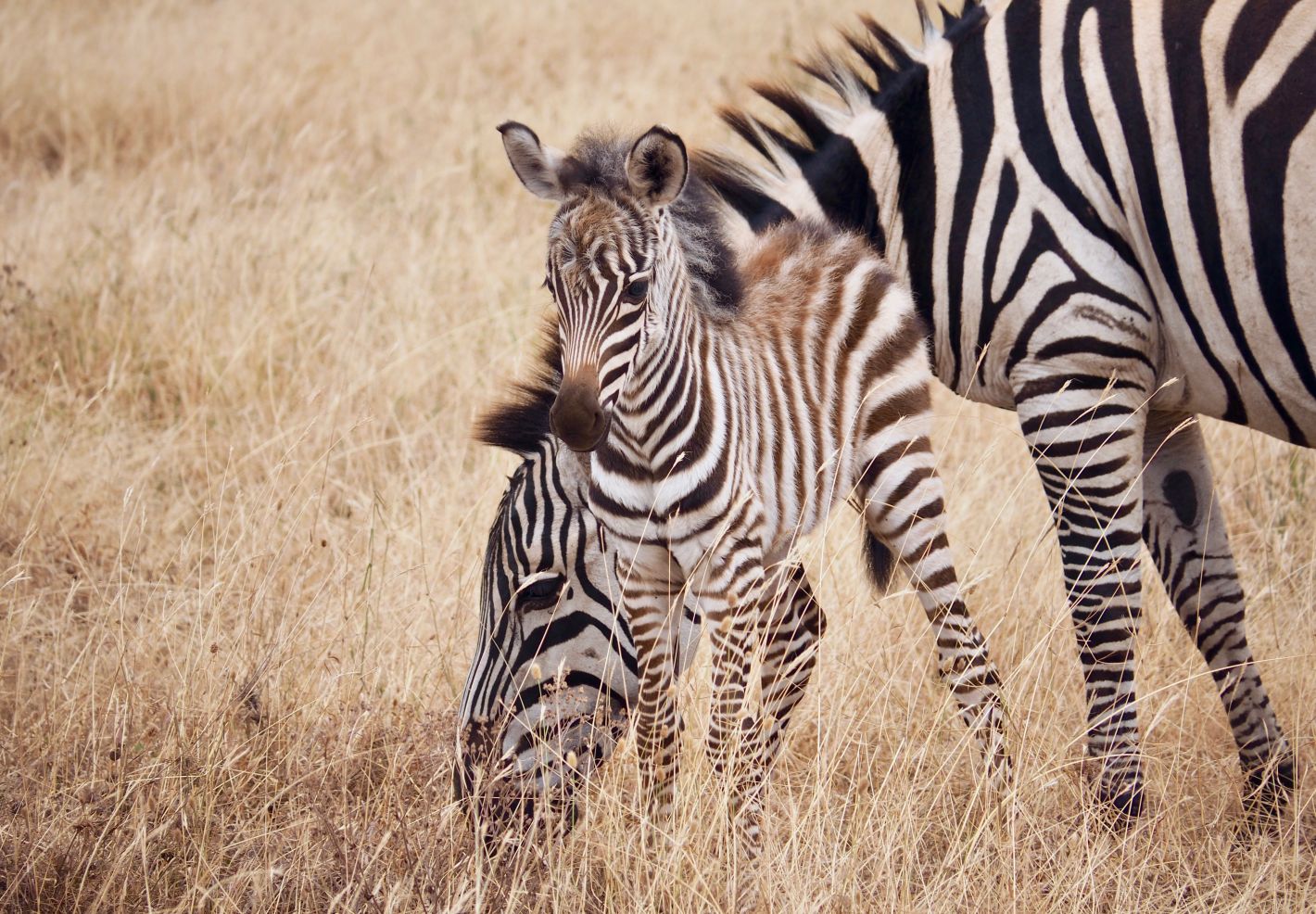 Apprends le nom des mamans et des bebes animaux  - Image 2