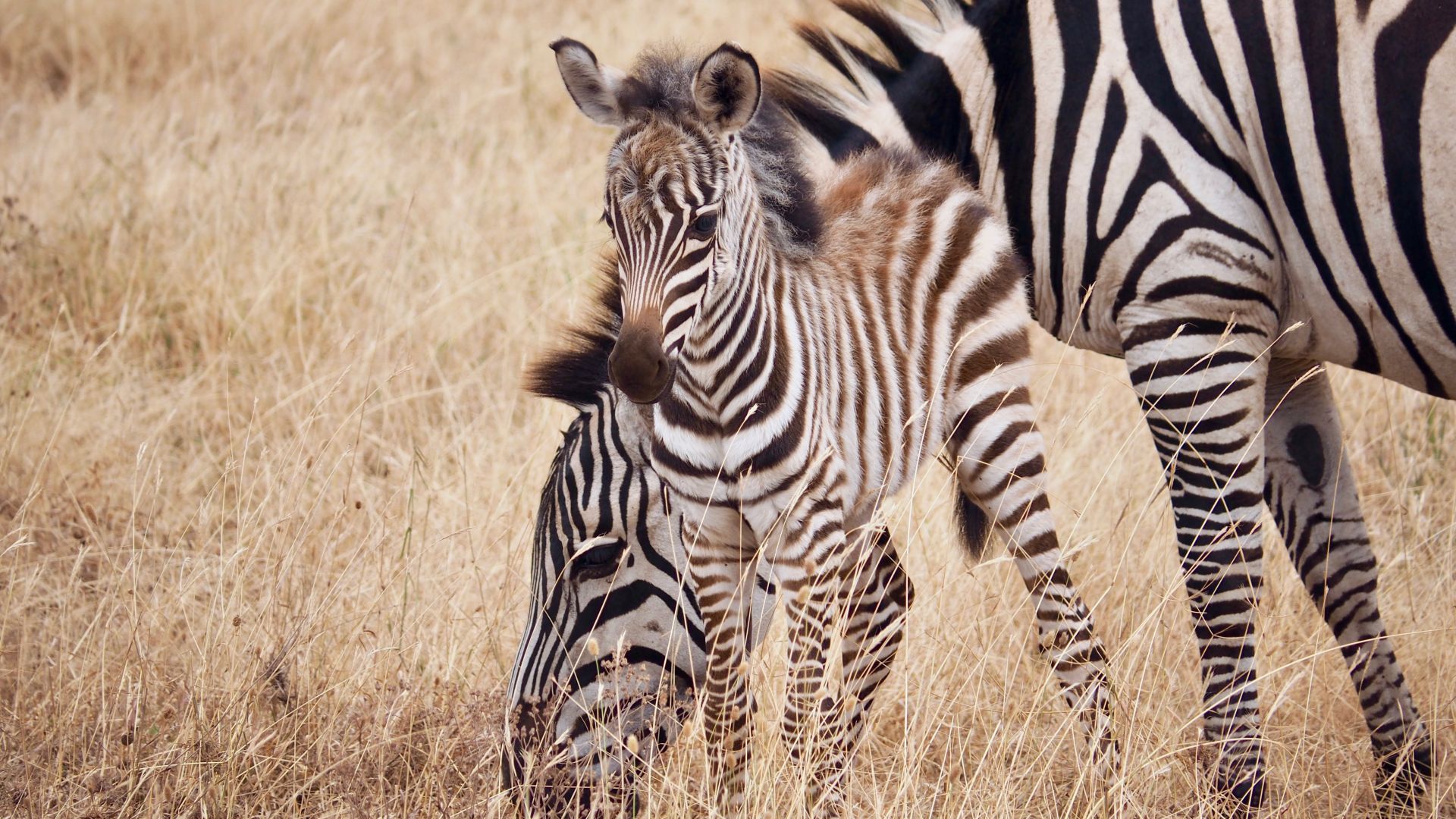 Apprends Le Nom Des Mamans Et Des Bebes Animaux Anigaido