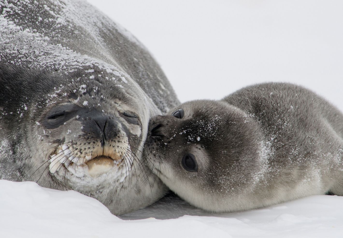 Apprends le nom des mamans et des bebes animaux  - Image 2