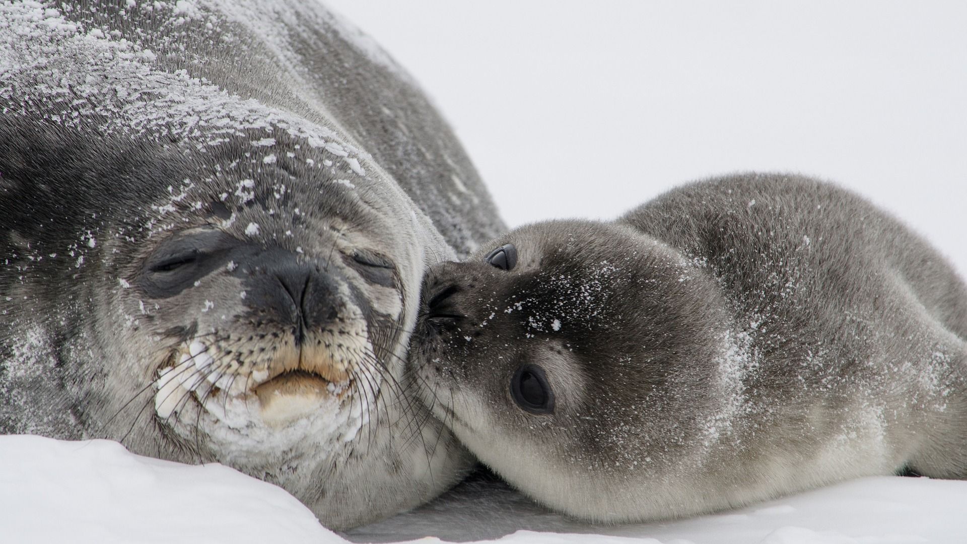 Apprends Le Nom Des Mamans Et Des Bebes Animaux Anigaido