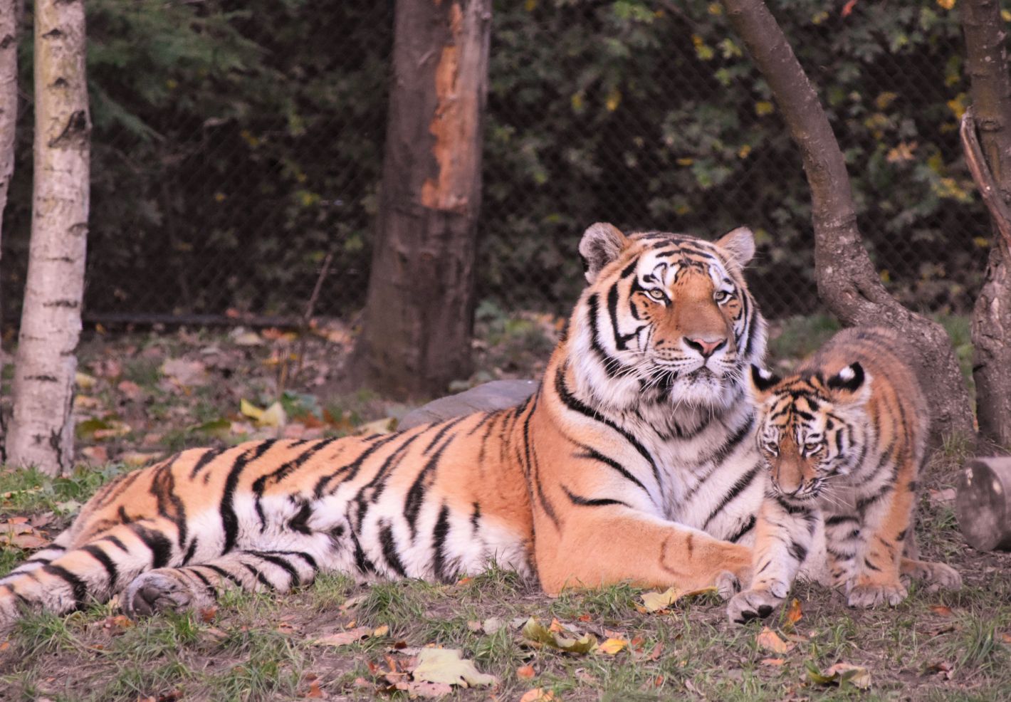 Apprends le nom des mamans et des bebes animaux  - Image 2