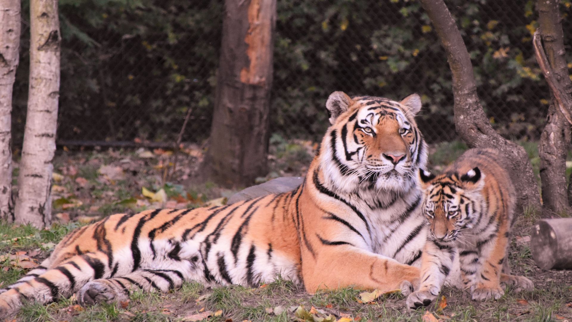 Les animaux de la jungle et leurs petits