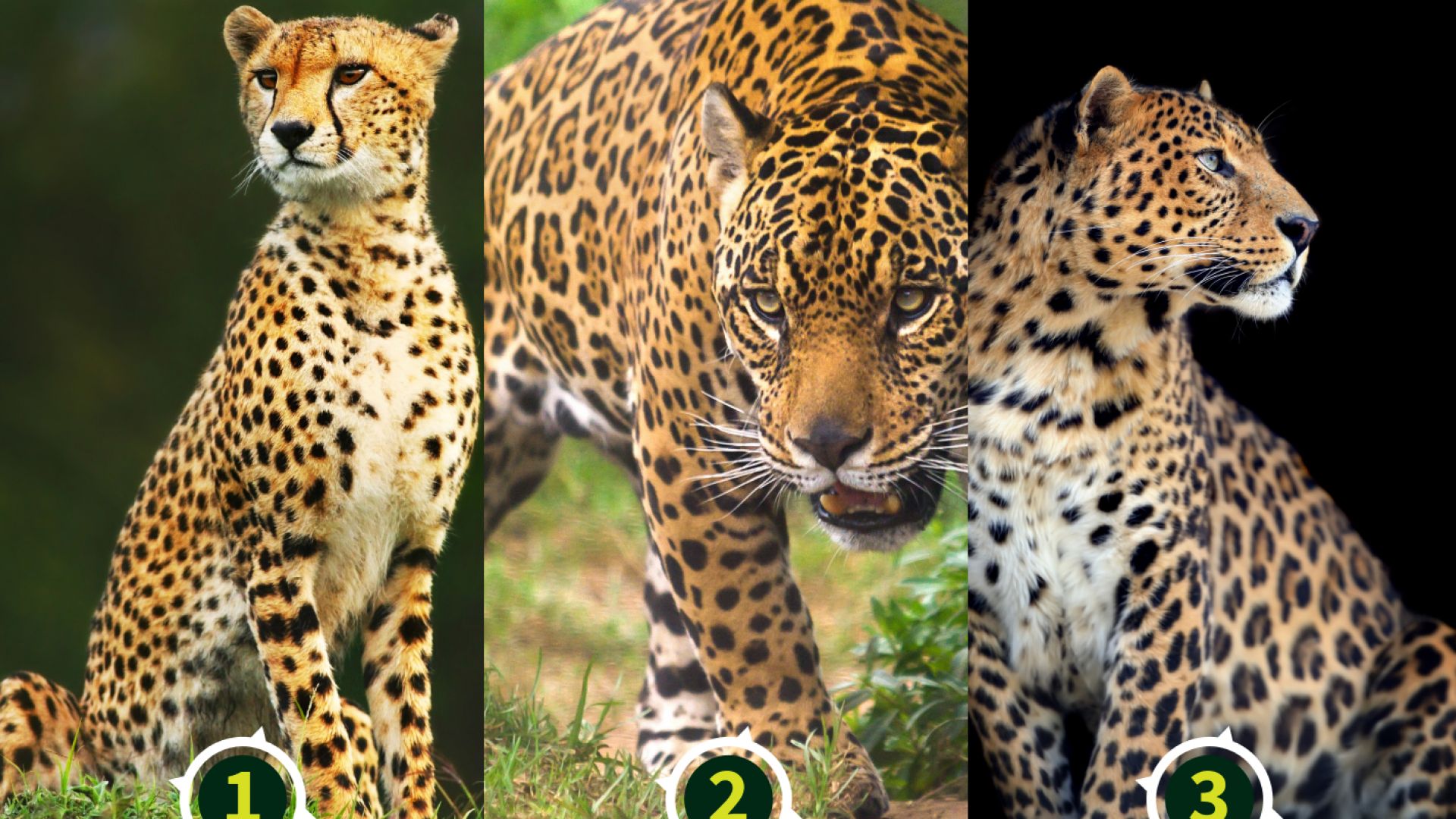 Comment S Appelle La Femelle Du Léopard Différences et ressemblances entre les animaux avec Anigaïdo